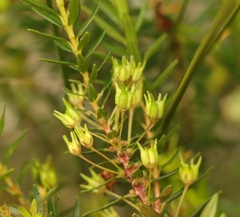 Agathosma
