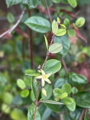 Cryptolepis delagoensis