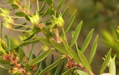 Agathosma