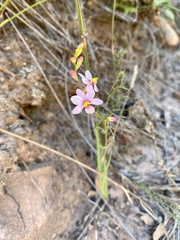 Ixia scillaris