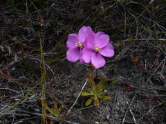 Drosera hilaris