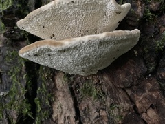Trametes lactinea