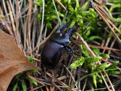 Typhaeus typhoeus