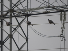 Columba palumbus palumbus