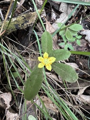 Hibbertia dentata