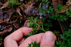 Xanthosia dissecta