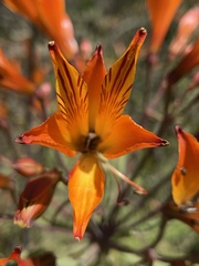 Alstroemeria ligtu