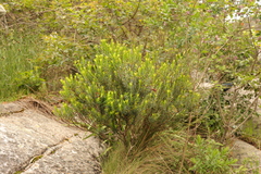 Agathosma