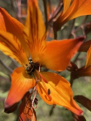 Alstroemeria ligtu