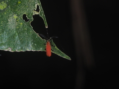 Lycidae