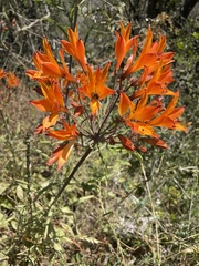 Alstroemeria ligtu