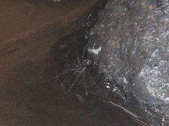 Dolomedes mizhoanus