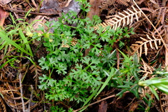 Xanthosia dissecta