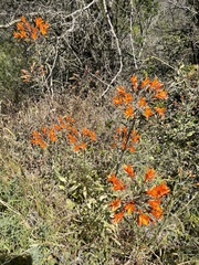 Alstroemeria ligtu