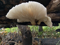 Pleurotus dryinus