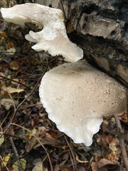 Pleurotus dryinus
