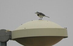 Motacilla alba alba