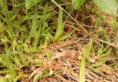 Juncus lomatophyllus