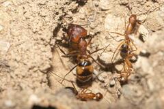 Camponotus maculatus