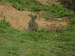 Oryctolagus cuniculus
