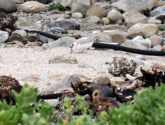 Charadrius marginatus
