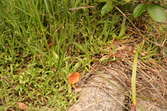 Juncus lomatophyllus