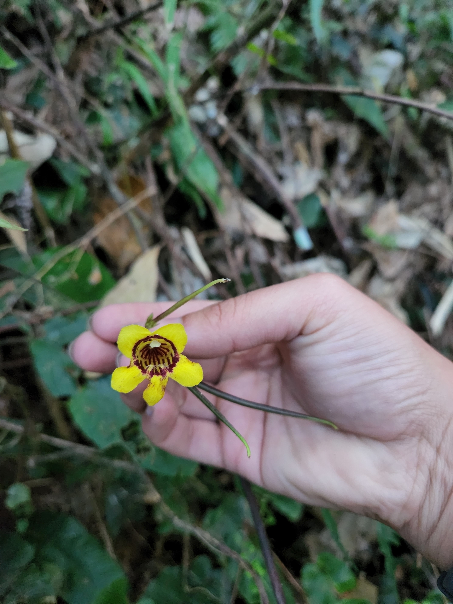 Loxostigma dongxingensis (Loxostigma dongxingensis)