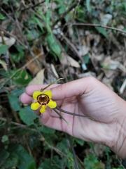 Gesneriaceae