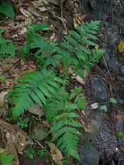 Pleocnemia irregularis