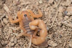 Parabuthus planicauda