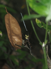 Argiope reinwardti