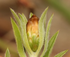 Oedera calycina