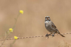 Crithagra albogularis