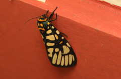 Aglaomorpha plagiata