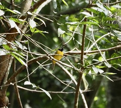 Rubigula flaviventris