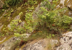 Pelargonium zonale