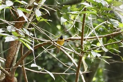Rubigula flaviventris