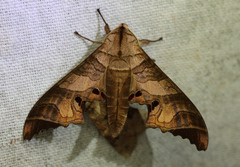 Marumba spectabilis