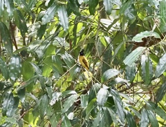 Rubigula flaviventris