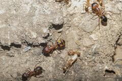 Camponotus maculatus