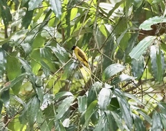 Rubigula flaviventris