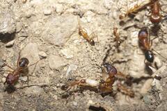 Camponotus maculatus