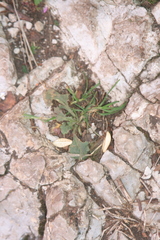 Plantago coronopus