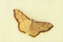 Idaea craspedota