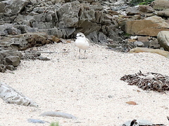 Charadrius marginatus