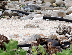 Charadrius marginatus