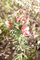 Indigofera verrucosa