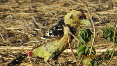 Trachyphonus vaillantii