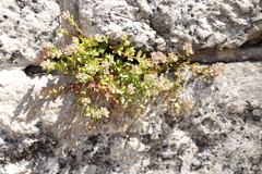 Polycarpon tetraphyllum