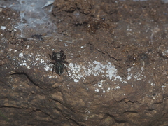 Salticidae